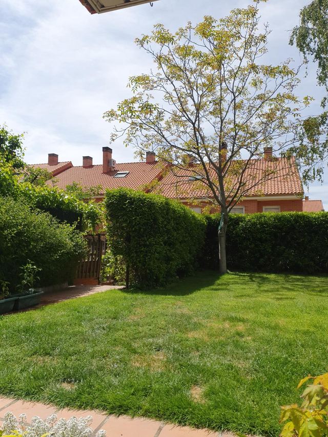 Césped y seto recortado con árbol joven en un jardín de chalet