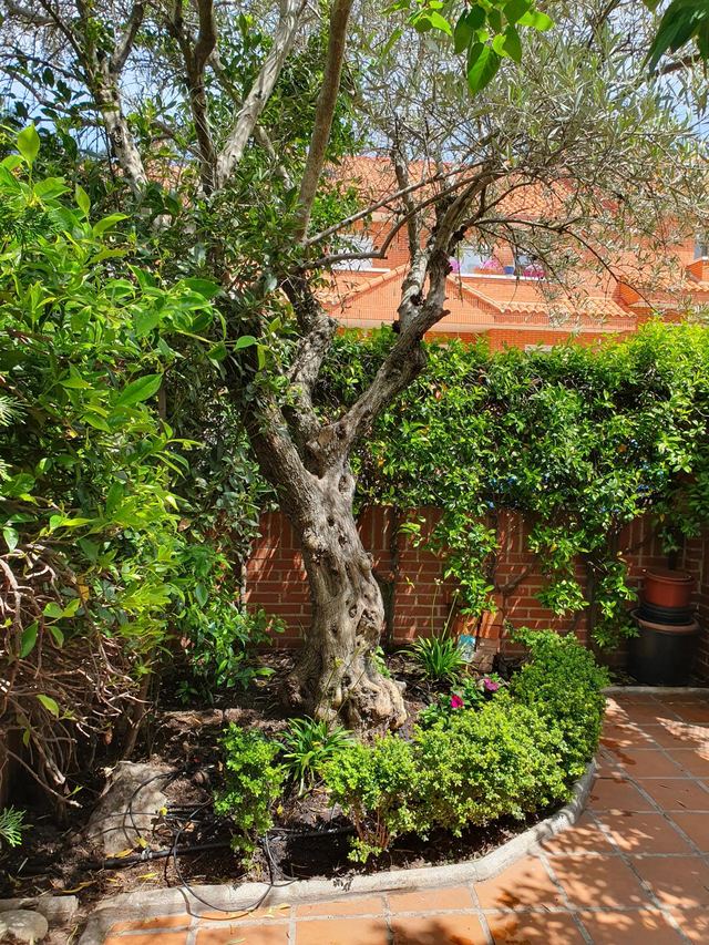 Olivo en parterre con bojes y plantas de flor junto a un patio